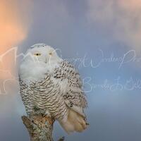 Snowy Owl Perched Pastel Sky Wildlife Nature Photography Digital Download Printable Photo Home Decor