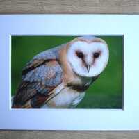 Barn owl mounted photo print