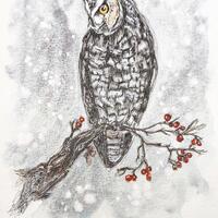 Long eared owl original painting in watercolour and pencil, wildlife bird artwork