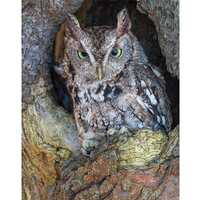 EASTERN SCREECH OWL Brown Morph #1 ready to hang High def. Dye Sublimation Photo /Wildlife photo / W