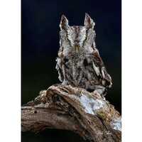 EASTERN SCREECH OWL Gray Morph #1 ready to hang High def. Dye Sublimation Photo /Wildlife photo / Wi