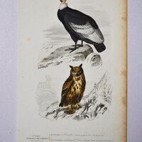 Andean Condor / Eurasian Eagle Owl - Hand-colored Original Antique Bird Print - Orbigny engraving fr