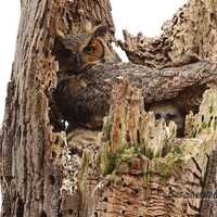 Great Horned Owl Photo | Nature | Nestling | Owl Home Office Décor | Bird Wall Art Gift | Fea