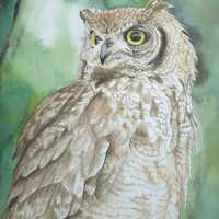 Original Hand-Painted Watercolor Artwork,Owl Art