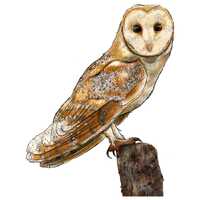 American barn owl png sublimation design, owl png, bird png, forest png, hand drawn owl png, owl por