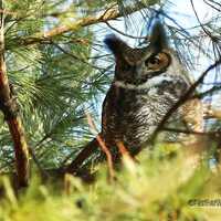 Great Horned Owl Photo | Nature Wall Art | Owl Theme Home Décor | Raptor Photograph | Predato