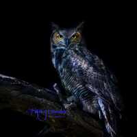 Night Owl, Digital Download, High Resolution Image, Stock Photography