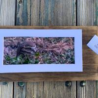 Owl Watching. A Original 6"x12" matted Photograph.