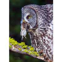 GREAT GRAY OWL #2  w/ Prey ready to hang High Def.Dye Sublimation Photo /Wildlife photo / Wild Bird 