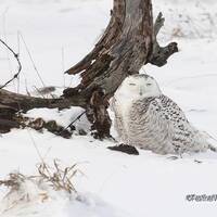 Snowy Owl Photography | Bird Photo Art | Raptor Home Office Restaurant Decor | Owl Lover Gift | Feat