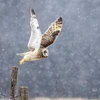 SHORT-EARED OWL Taking Flight - ready to hang High Def. Dye Sublimation Photo / Wildlife photo / Wil