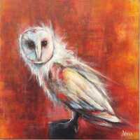 An Owl