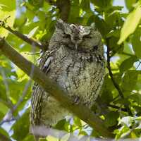 Screech Owl Photo, Bird Photography, Nature Wall Hanging, Wildlife Prints, Birders Gifts, Wildlife A