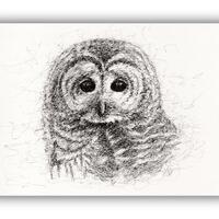Barred Owl Print: Scribble Art Giclée Print, Wildlife Home Decor