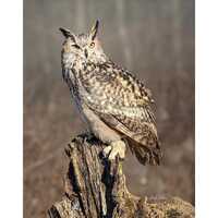 PHARAOH EAGLE OWL  ready to hang Dye Sublimation Photo /Wildlife photo / Wild Bird Print / Owl photo