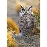 LESSER HORNED OWL #01A  ready to hang Dye Sublimation Photo /Wildlife photo / Wild Bird Print /  Nat