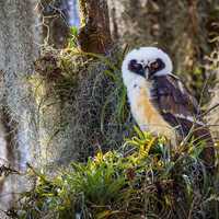 SPECTACLED OWL #01A- Juvenile -ready to hang High Def. Dye Sublimation Photo / Wildlife photo / Owl 