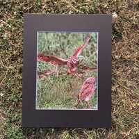 Owl Flight.  A original matted Photograph.