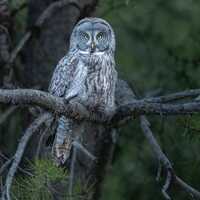 A great grey owl hunting
