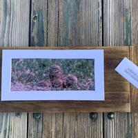 Owl and Babies. A Original 6"x12" matted Photograph.