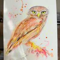 original cute owl watercolour painting, cute owl illustration, birds lovers,