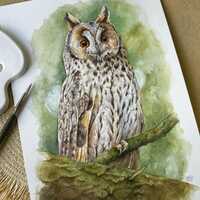 Framed Whimsical Long-eared Owl Watercolor Painting- Hand Painted Bird - Unique Wildlife Decor for B