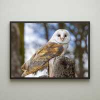 Barn Owl Portrait - Animals / Wildlife / Birds - Photographic Photo Print Wall Art Photograph - A3 o