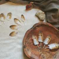 feather set, natural molt owl feathers ethically sourced, cleansed and restored