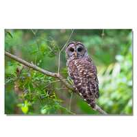 Majestic Barred Owl Print | Perfect for Nature Lovers! | bird wildlife prints | Owl photos | framed 