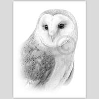 Pencil drawing of a Barn Owl - instant digital download - artwork by artist G Tymon - watercolour sk