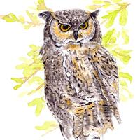 Great Horned Owl art, Watercolor Print, Great Hormed Owl Watercolor Print, Owl Art, Owl Print (no fr