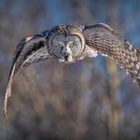 Owl Print | Wild Owl Art | Great Gray Owl | Gray Decor | Neutral Print | Minnesota Photography | Fly
