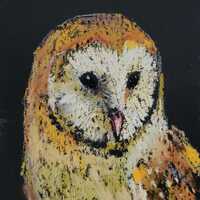 Barn Owl, Original Pastel Bird Painting 6x4 Inches, Framed