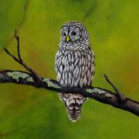 Realistic Barred Owl checking out it's perimeter. I hope you can find a nice perch for this one.