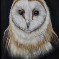 Original portrait of a Barn Owl