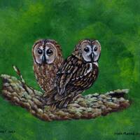 2 Tawny owls sitting on a lichen covered branch.  Print of my original realistic artwork from a seri