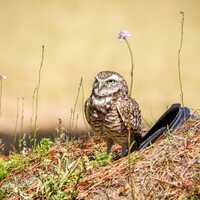 Burrowing Owl Wildlife Photography | Digital Download