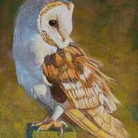 Owl Painting Original Pastel Painting