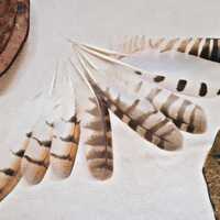 Rare Owl Wing Feather: Ethically Sourced Natural Molt Feather
