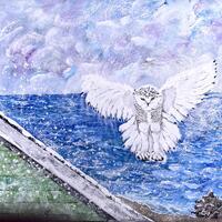 Snowy Owl at New Hampshire Seacoast