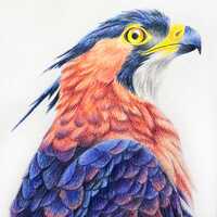 Original Handmade Owl Drawing - Colored Pencil Art on Paper.