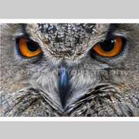 Nursery Decor, Brown Bird Owl Tan Black, Amber Eyes, Feathers, Zoo Photography, Fine Art Photography