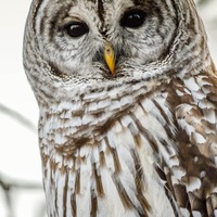 Barred Owl Photography Print, Wildlife Fine Art