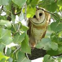 Barn Owl Print | Owl Photo Art | Nature Photography | Home Office Wall Hanging | FeatherWindStudio |
