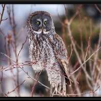Great Grey Owl, Bird, Wildlife Photography, Wildlife, Owl, Minnesota, Print, Decor