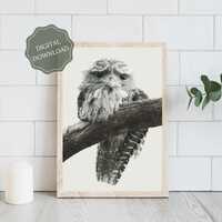 Owl Wall Art - Australian Birds - Nature Photography - Unique Home Decor - Digital Download