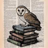 Barn Owl on books - art print on upcycled vintage dictionary page - authentic vintage pages - origin