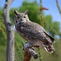 Owl Photo - Bird Photography - Great Horned Owl - Bird Photo - Owl Photography, Large Wildlife Print