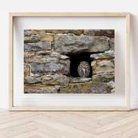 Little Owl Photography Print | Wildlife & Nature Wall Art | Bird Lovers Gift | Cute Countryside 