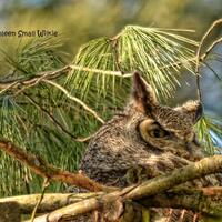 great horned owl,nesting owl,birds of prey,nocturnal bird,nature photography,wildlife photography,tr